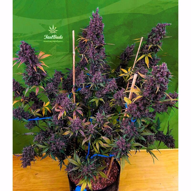 LSD-25 Auto, Фасовка: 10, изображение 6